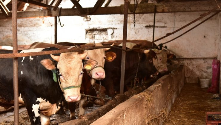 TUZLA’DA KURBANLIK SATIŞ VE KESİM NOKTALARINA SIKI DENETİM