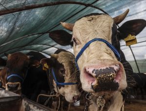KURBAN BAYRAMI’NIN İLK GÜNÜ 20 TEMMUZ SALI İDRAK EDİLECEK