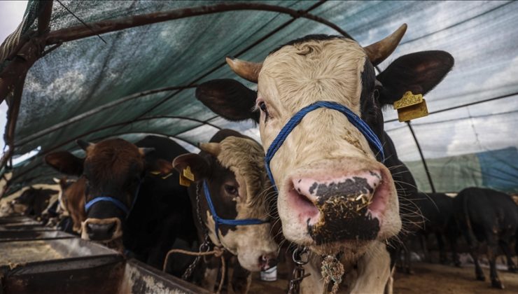 KURBAN BAYRAMI’NIN İLK GÜNÜ 20 TEMMUZ SALI İDRAK EDİLECEK