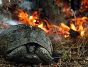 MANAVGAT’TAKİ ORMAN YANGINLARINA KARADAN MÜDAHALE EDİLİYOR