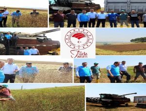 TUZLA’DA KANOLA HASADI BAŞLADI