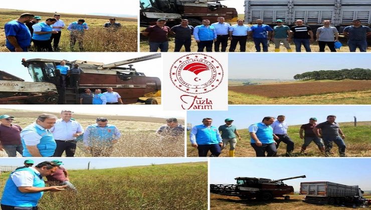 TUZLA’DA KANOLA HASADI BAŞLADI