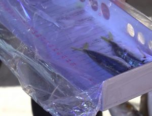 TUZLA’DA BALIKLARIN BOYLARI TEK TEK ÖLÇÜLDÜ