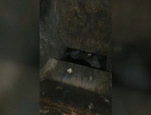 ÇÖP KONTEYNERİNE ATILAN KEDİ, TEMİZLİK PERSONELİNİN DİKKATİ SAYESİNDE KURTULDU