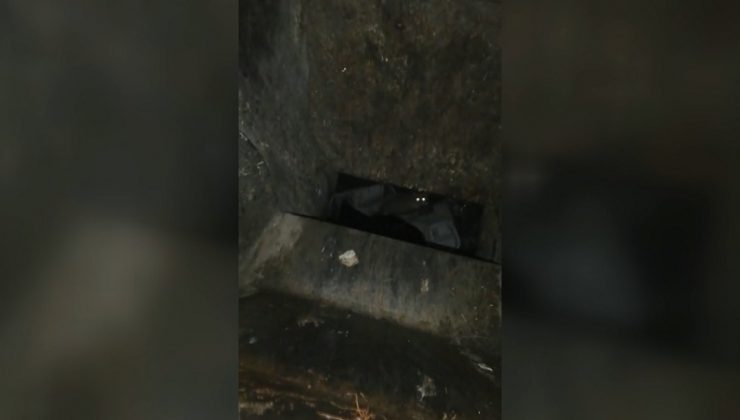 ÇÖP KONTEYNERİNE ATILAN KEDİ, TEMİZLİK PERSONELİNİN DİKKATİ SAYESİNDE KURTULDU