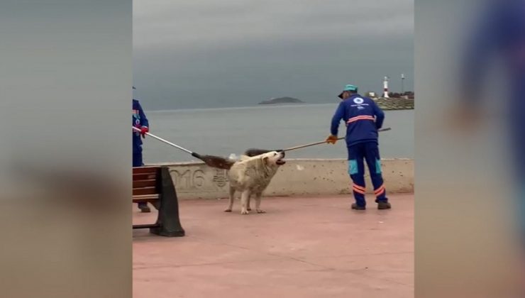 TEMİZLİK PERSONELİ VE KÖPEĞİN YÜREKLERİ ISITAN GÖRÜNTÜSÜ