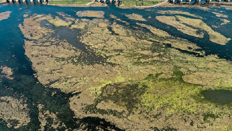 BÜYÜKÇEKMECE GÖLÜ’NDE YOSUN BİRİKİNTİLERİ OLUŞTU