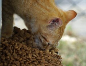 TUZLA’DA 9 GÜNLÜK TATİL SIRASINDA SOKAK HAYVANLARI UNUTULMADI