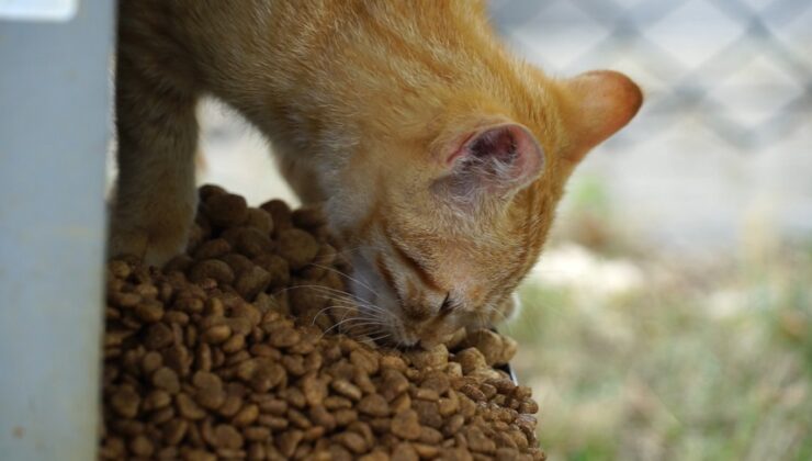 TUZLA’DA 9 GÜNLÜK TATİL SIRASINDA SOKAK HAYVANLARI UNUTULMADI