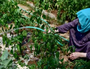 TUZLALI 65 YAŞ ÜSTÜ BÜYÜKLERİN ELLERİYLE EKTİĞİ MAHSULLER HASAT VERDİ