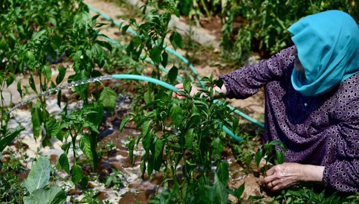 TUZLALI 65 YAŞ ÜSTÜ BÜYÜKLERİN ELLERİYLE EKTİĞİ MAHSULLER HASAT VERDİ