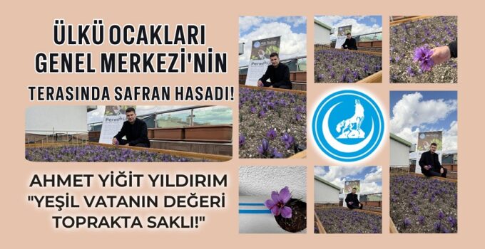 ÜLKÜ OCAKLARI GENEL MERKEZİ’NİN TERASINDA SAFRAN HASADI!