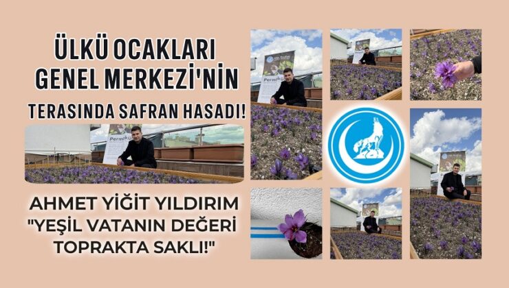 ÜLKÜ OCAKLARI GENEL MERKEZİ’NİN TERASINDA SAFRAN HASADI!